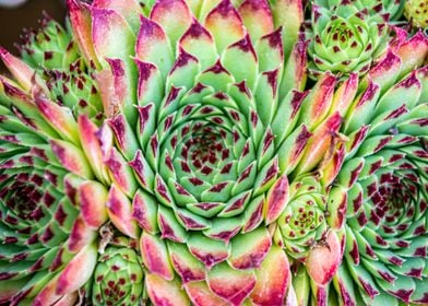 Succulent