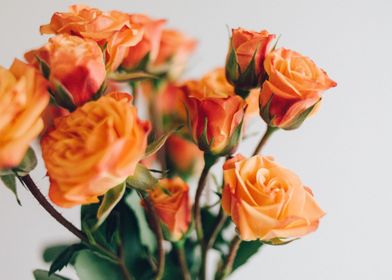 orange roses