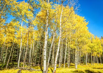 Aspen Trees Changing Color