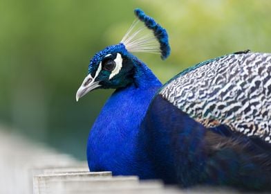 Peacock Beauty