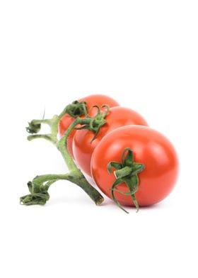 tomato plant