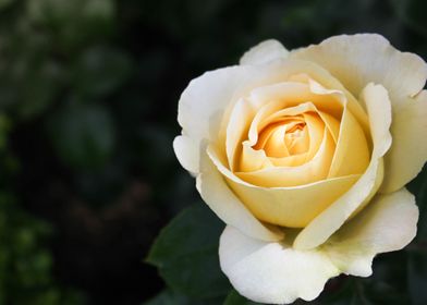 white flower rose