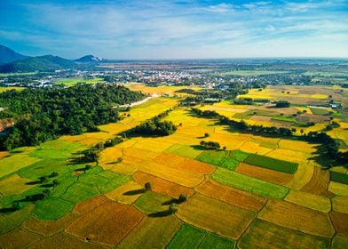 Very nice ripen rice field