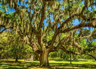 Cumberland Island