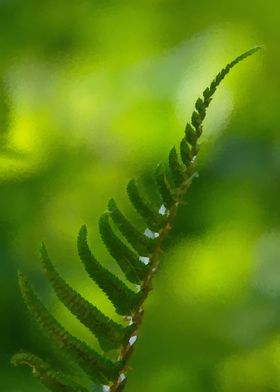 green fern 