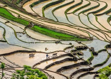 Busy scenery in terraces