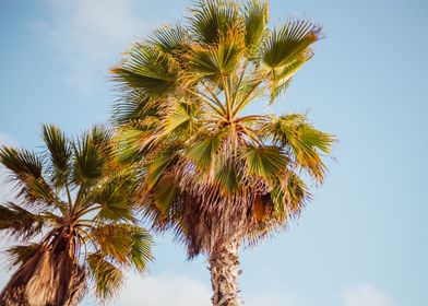 Cali palm trees