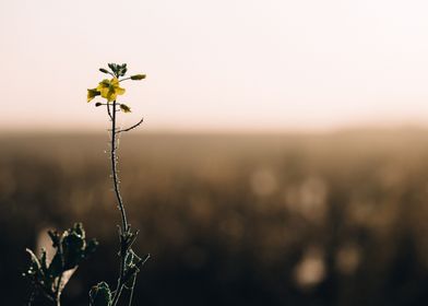 wildflowers