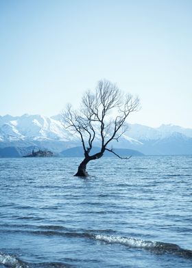 tree in water