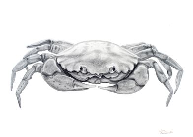 Coastal Crab Drawing