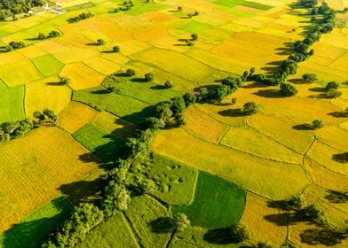 Aerial ripen rice fields