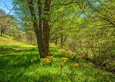 Appalachian Mountain Trail