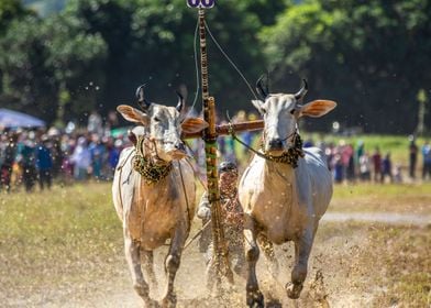 Traditional oxen racing