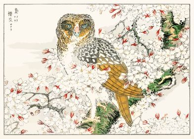 Owl and Cherry Flower
