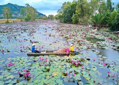 Waterlily flowers on boat 