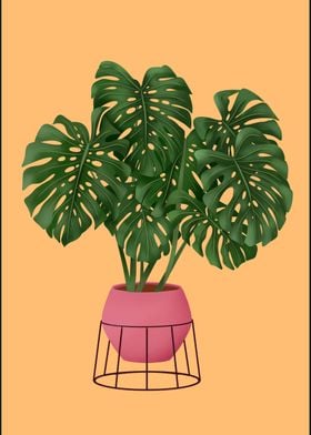 Monstera Plant