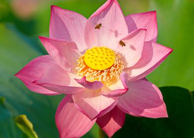 Very big lotus in focus