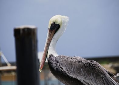 nuptial brown pelican