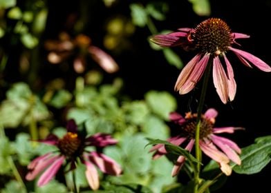 The Purple Echinacea 