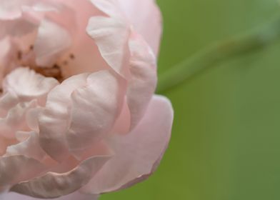 Delicate Plume rose