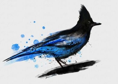 Watercolor blue jay bird