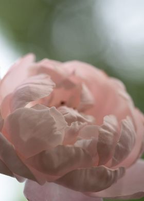 Delicate Plume rose