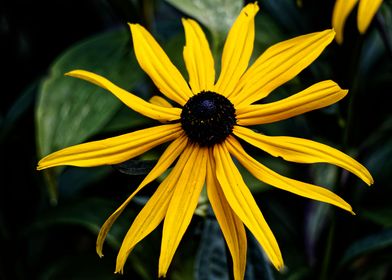 Gold strum Blackeye Susan