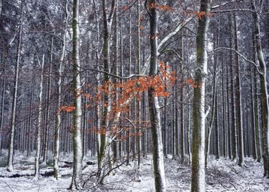 Snowy Ardennes