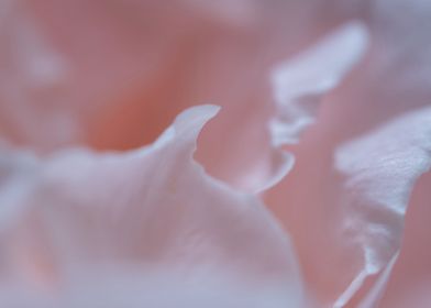 Delicate petals of rose