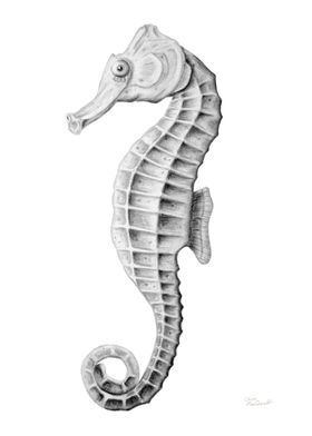  Coastal Seahorse Drawing