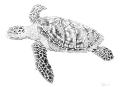 Sea Turtle Drawing