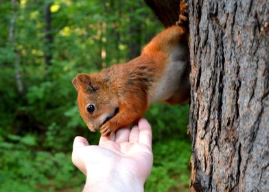 autumn squirrel