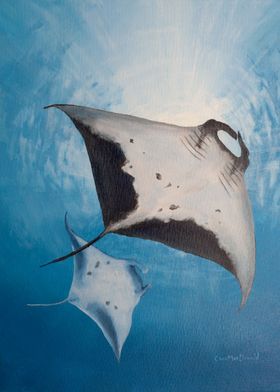 Stingrays Ocean Animals