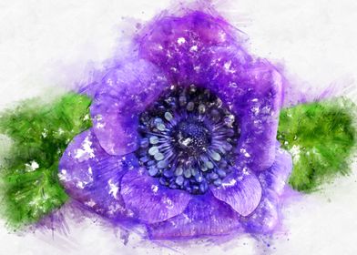 purple anemone watercolor