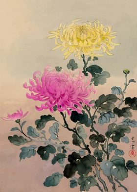 Chrysanthemum