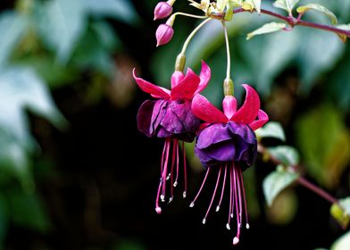 Purple Fuchsia flowers 