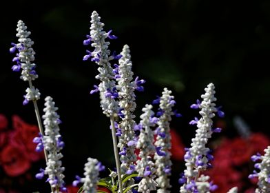 Salvia farinacea 