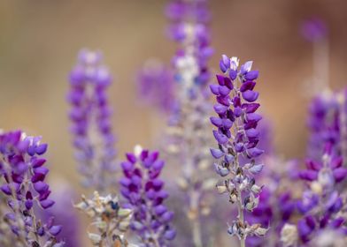 purple flower