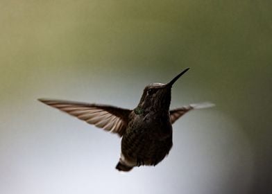 Large Hummingbird capture