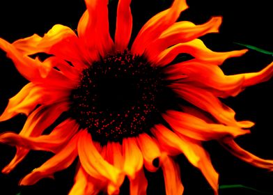 Orange Sunflower Painting