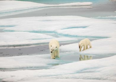 Polar bear and cub