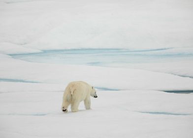 Adult polar bear