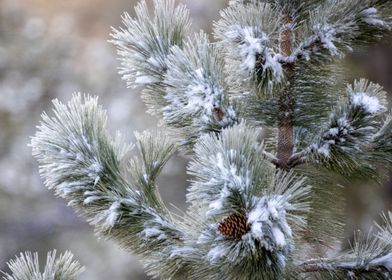 pine tree  cold
