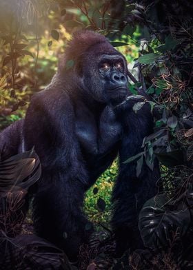 Silverback gorilla jungle
