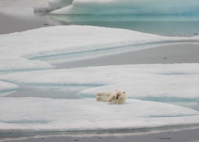 Playful polar bear cub