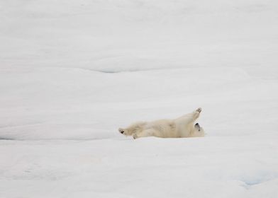 Rolling polar bear