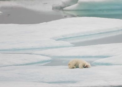 Curled polar bear cub