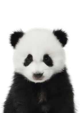 Baby Panda Cute Animal