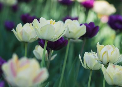 white purple tulips 