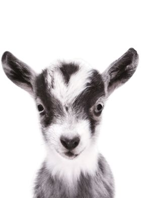 Baby Goat Portrait